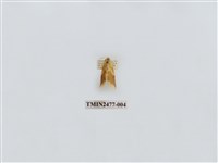 藏品(紅斑美苔蛾)的圖片